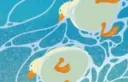 Chowabunga Discord server banner