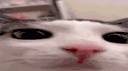 👥 | 𝙽𝚉𝚇 𝙲𝚘𝚖𝚖𝚞𝚗𝚒𝚝𝚢 | 👥 banner