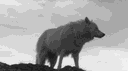 Wolfy banner