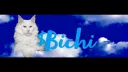 $Bichi_Blue_Cat 🐾 ᓚᘏᗢ banner
