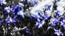 Heaven Team | Attack on Titan RP banner