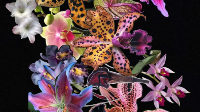 Lano and Her Seeds🩷 Discord server banner