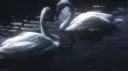 𝐈𝐋𝐈𝐔𝐌 server banner