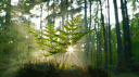 Codetree banner