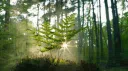 Codetree server banner