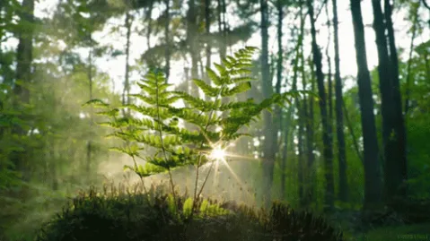 Codetree banner