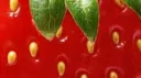 strawb  ,,  🍓 ౨ৎ  ‧₊ .ᐟ banner