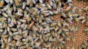 Beekeeping & Gardening banner