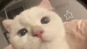 🧸 𝕡𝕠𝕠𝕜𝕚𝕖𝕤 𝕔𝕒𝕗𝕖 ˖ Ი𐑼 ₊˚ Discord server banner