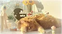﹒     𓏽 ݁     💭    ۫ 𓂂‿ 𓈒   ׄ   𓎐 banner