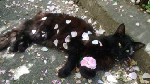 𝑻𝒉𝒆 𝒈𝒂𝒓𝒅𝒆𝒏 𝒐𝒇 𝒅𝒊𝒔𝒂𝒓𝒓𝒂𝒚 Discord server banner