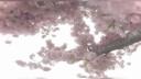 ⁺‧₊˚ ཐི⋆The Cherry Grove ⋆ཋྀ ˚₊‧⁺ Banner