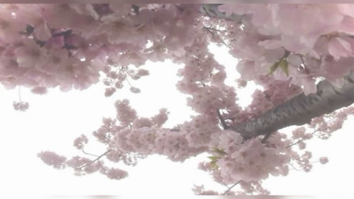 ⁺‧₊˚ ཐི⋆The Cherry Grove 🌸⋆ཋྀ ˚₊‧⁺ Discord server banner