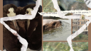 🌳🌲●  Otter Village ●🌲🌳 Discord server banner