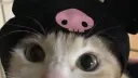 Hello Kitty Jujube banner