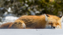 Cuddle Critters Discord server banner