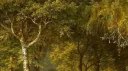 𝐄𝐥𝐢𝐭𝐞 𝐒𝐨𝐜𝐢𝐞𝐭𝐲 banner