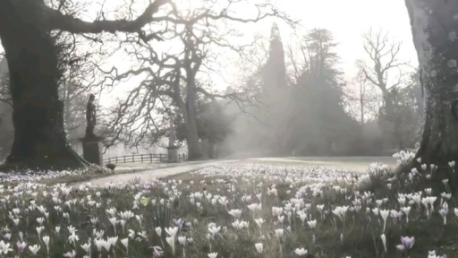 • ೀ 𝑡𝑒𝑎𝑟𝑠 𝑖𝑛 𝑡ℎ𝑒 𝑎𝑏𝑦𝑠𝑠🩹𝑜𝑓 𝑚𝑒𝑙𝑎𝑛𝑐ℎ𝑜𝑙𝑦 ა ᱖ ´` Discord server banner