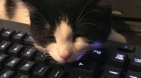 catnip plug banner