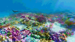 ⋆˚࿔ cnidaria ༄.° server banner