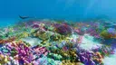 ⋆˚࿔ cnidaria ༄.° Discord server banner