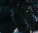 Stay Feral banner