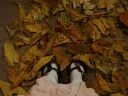 . . ︴🍁 bowie’s corner ༄ server banner