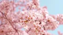 🌸[18+] Doors 🌸 banner