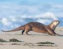 Otter#5046 banner