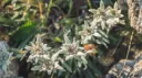 EDELWAIS Discord server banner
