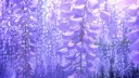 Echoes of Wisteria Banner