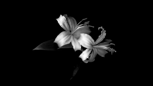 𝔈𝔱𝔥𝔢𝔯𝔢𝔞𝔩 ™ Community Discord server banner