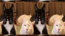 GNU/Linux banner