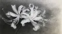 wilting flowers server banner