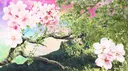 🌸The Ethereal Forest🌸 server banner