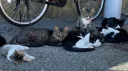 gatitos y autismo banner