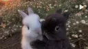 CAT CULTURE server banner
