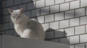 Catfeinated ᓚᘏᗢ banner