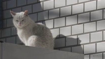 Catfeinated ᓚᘏᗢ Discord server banner