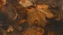 Solace🍂 Discord server banner