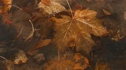 Solace🍂 server banner