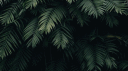 DiNoJaM banner