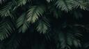 DiNoJaM Banner