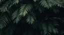 DiNoJaM banner