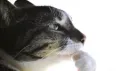 ๐โ๐๐โ๐๐ผ๐ป // server banner