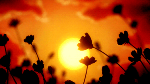 TEA| Love . Sfw . Drama . Social . Active . Egirl . Femboy . Non-Dating . Nitro . Fun . Anime . Discord server banner