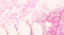 *ੈ Sakura Discord server banner