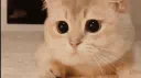 ✴ 😾 𝐵𝒾𝓁𝓁𝓊 𝒢𝒶𝓃𝑔 😾 ✴ server banner