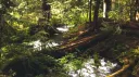 Alive {14-18} Discord server banner