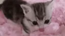 ⊰⊹  𝙨𝙚𝙡𝙛𝙨𝙝𝙞𝙥𝙥𝙞𝙣𝙜 𝙗𝙤𝙭 ⊹⊱ banner